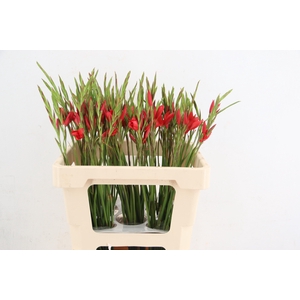 SCHIZOSTYLIS MAJOR