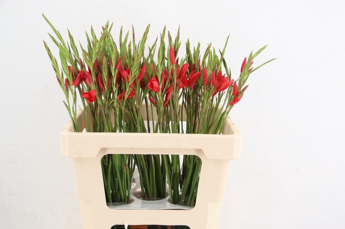 <h4>SCHIZOSTYLIS MAJOR</h4>