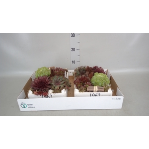 Arr.  Sempervivum L%