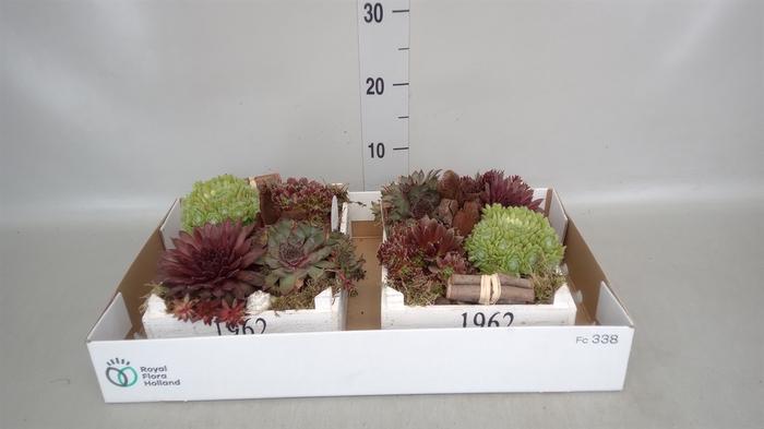 <h4>Arr.  Sempervivum L%</h4>