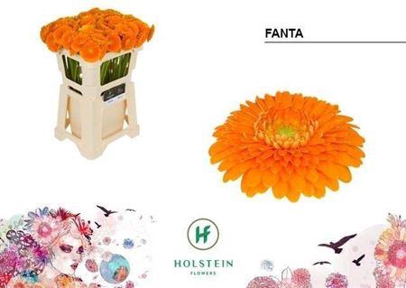 <h4>Ge Bv Pom Fanta 07 CM,AQUA,ORANJE,(NL),(20)</h4>