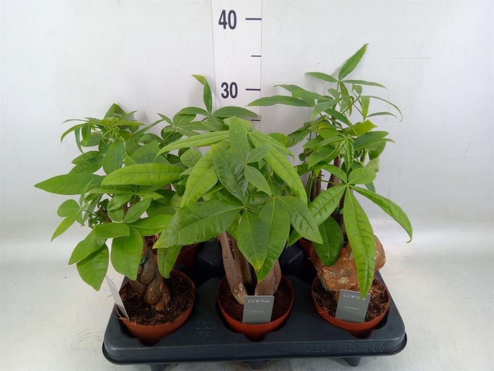 <h4>Pachira aquatica</h4>