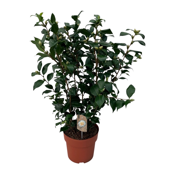 <h4>Camellia Brushfield Yellow 70+ knoppen</h4>