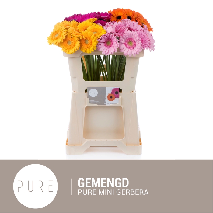 <h4>GE MI GEM</h4>