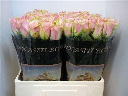 <h4>R Gr Belle Rose</h4>