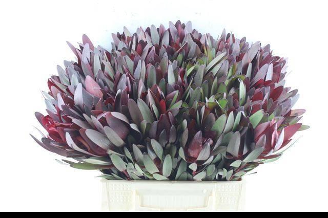 <h4>LEUCAD SAF SUNSET</h4>