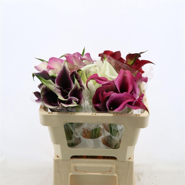 <h4>Calla Gemengd In Fust | Dubbelbloemig</h4>