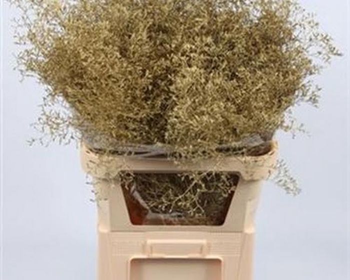 Limonium Beltlaard Klb Gold