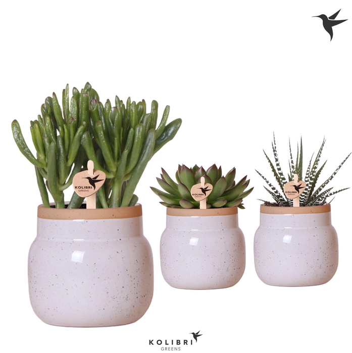 <h4>Kolibri Greens Succulenten mix in Vintage Bowl pot white</h4>