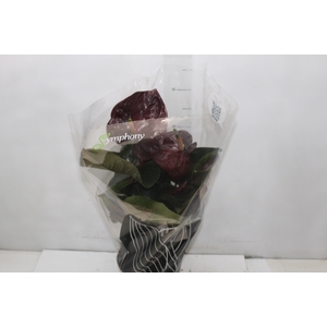 ANTHURIUM GIANT CHOCOLATE P17
