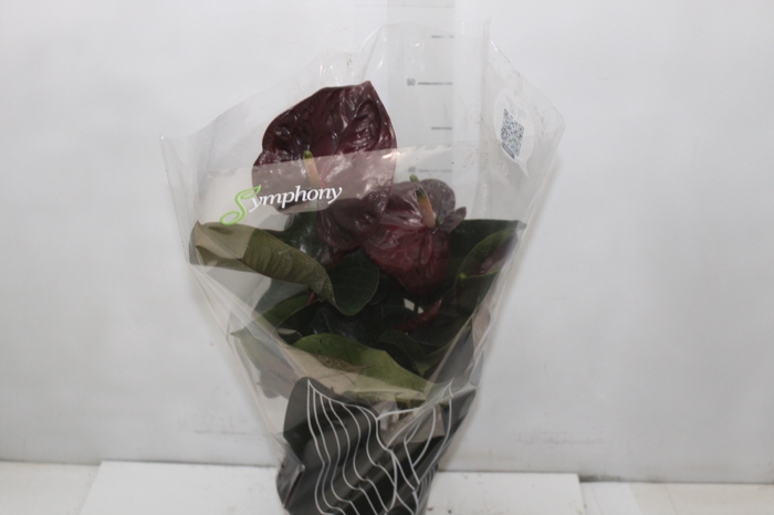 <h4>ANTHURIUM GIANT CHOCOLATE P17</h4>
