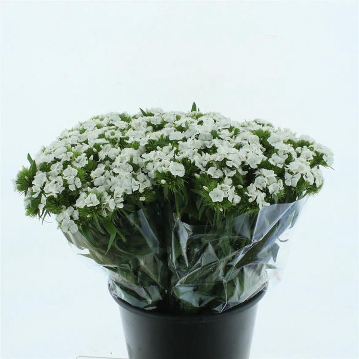 <h4>Di Barb White</h4>