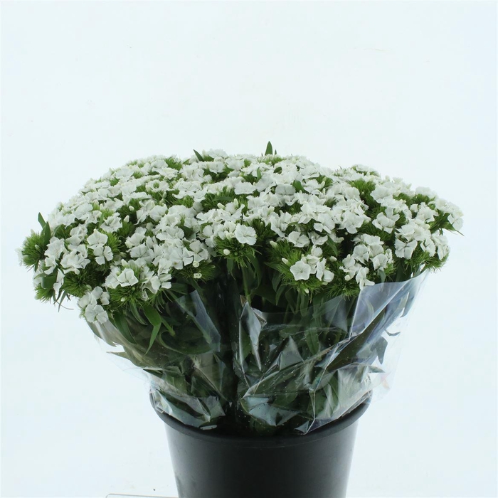 <h4>Di Barb White</h4>