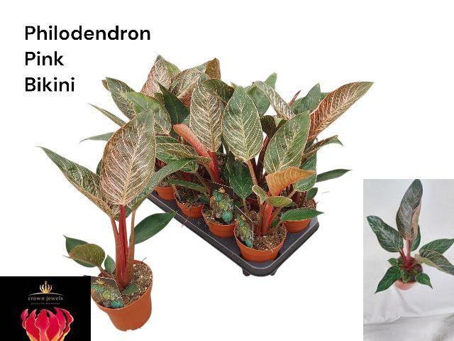 <h4>PHIL OVERIG</h4>