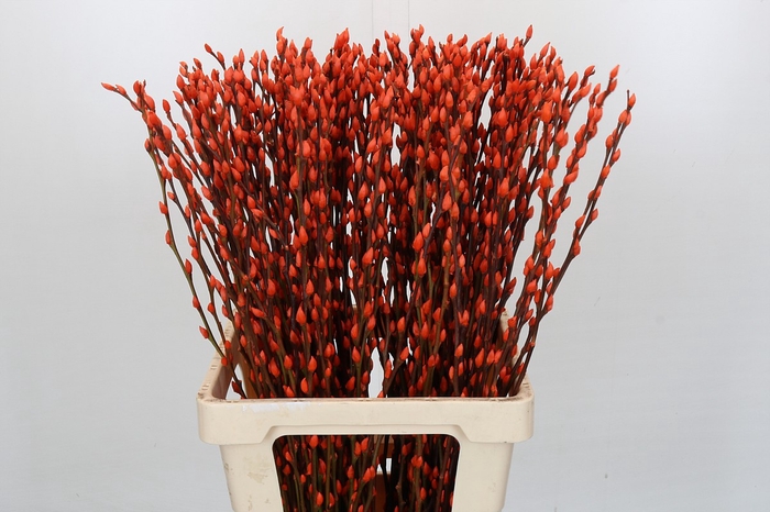 <h4>Salix Caprea Snow Flake P. Orange</h4>