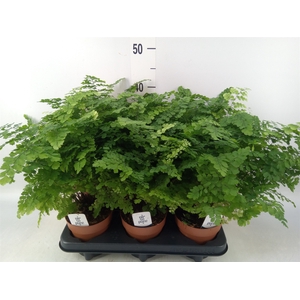 Adiantum raddi. 'Fritz-Luthi'