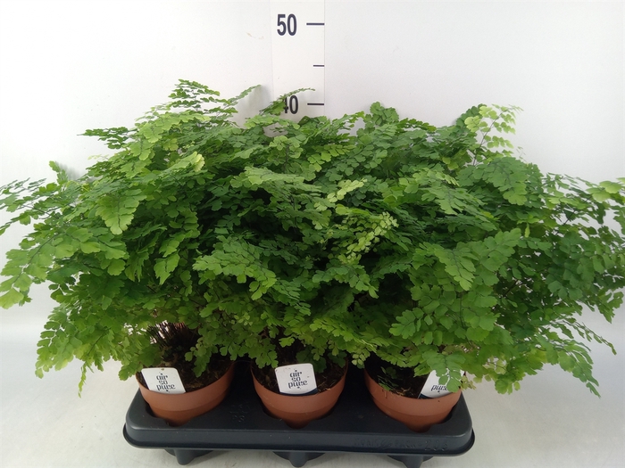 <h4>Adiantum raddi. 'Fritz-Luthi'</h4>