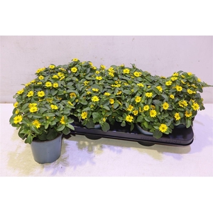 Sanv Procumbens