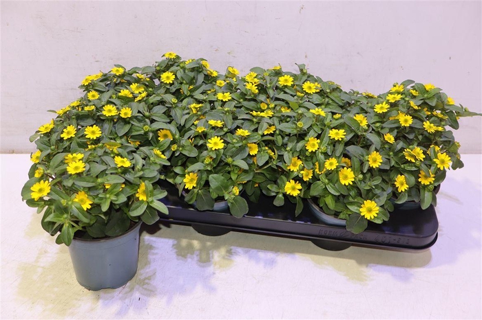 <h4>Sanv Procumbens</h4>