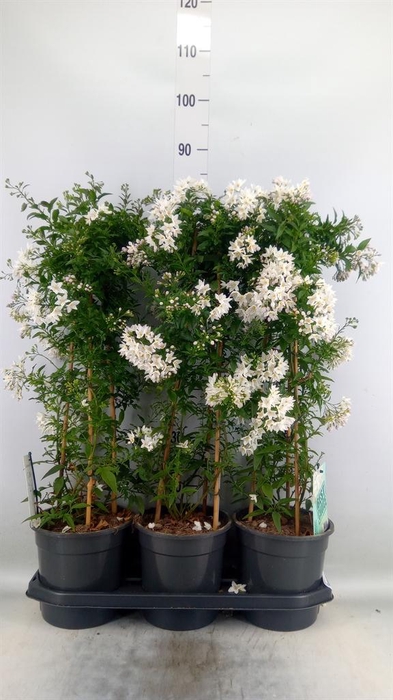 <h4>Solanum jasminoides</h4>