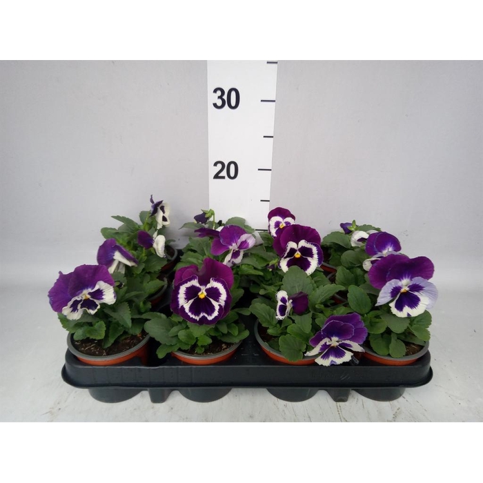 <h4>Viola wr. 'Alpha Purple White'</h4>
