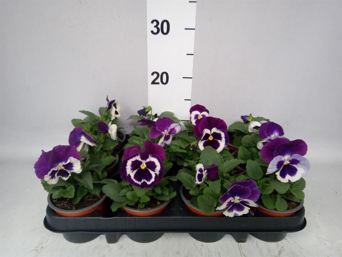Viola wr. 'Alpha Purple White'
