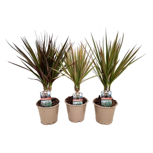 Dracaena marginata mix