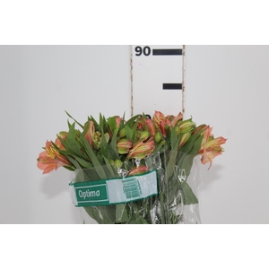 ALSTROEMERIA OPTIMA 080 CM