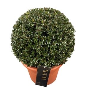 Ilex crenata Stokes