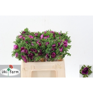 ANEM CO LEVAN FUCSIA