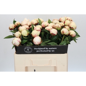 Paeonia Elsa Sass