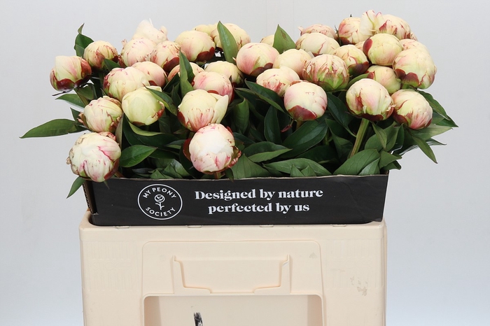 Paeonia Elsa Sass