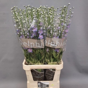 DELPH DU DELP BL POW