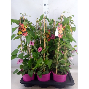 Thunbergia alata 'Rose Sensation'