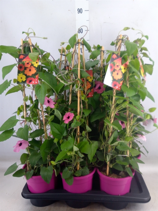 <h4>Thunbergia alata 'Rose Sensation'</h4>