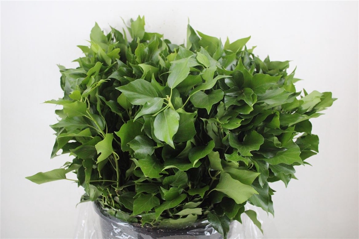<h4>Hedera Leaves 400gr P Bunch</h4>