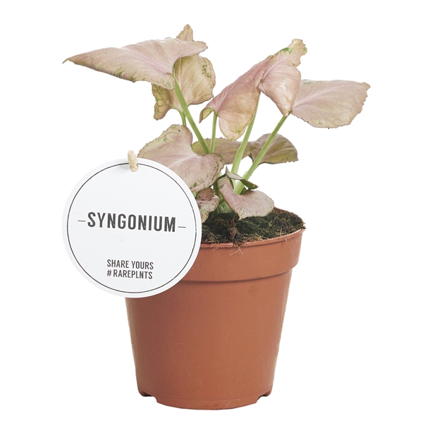 <h4>Syngonium Strawberry</h4>