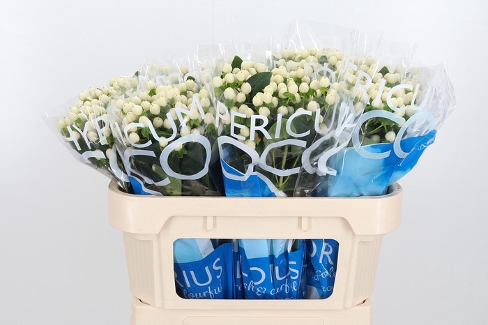 <h4>Hyp Coco Uno</h4>