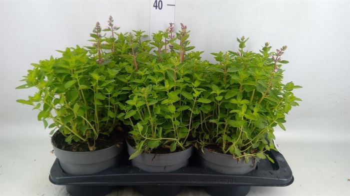 <h4>Nepeta   ...</h4>