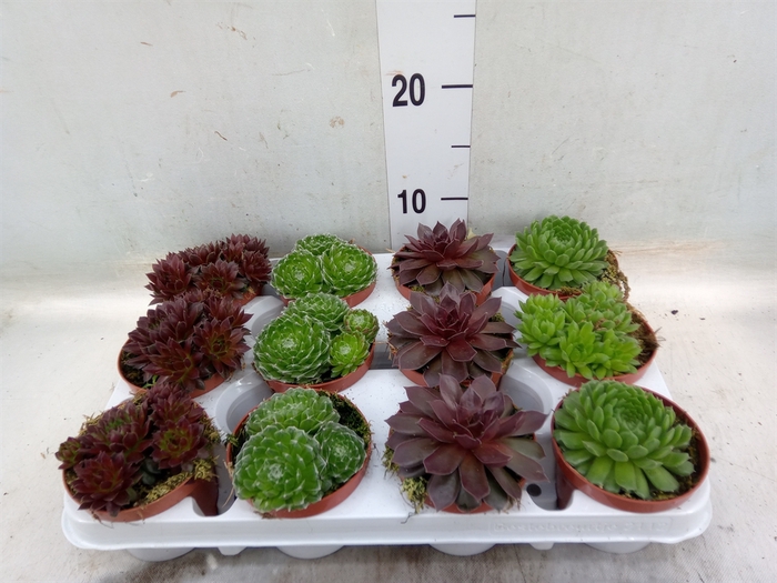 <h4>Sempervivum   ...</h4>