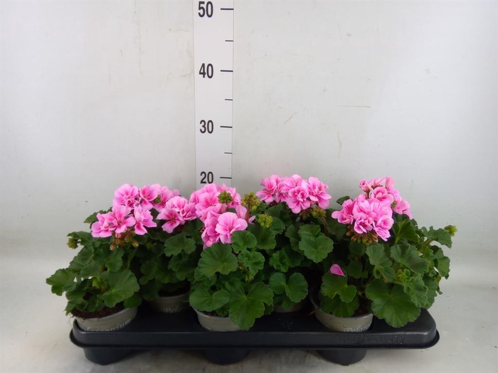 <h4>Pelargonium zona. 'ToscaSil Raiko'</h4>
