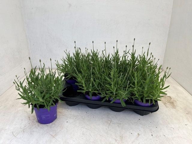 <h4>LAVAN AN HAV DARK</h4>