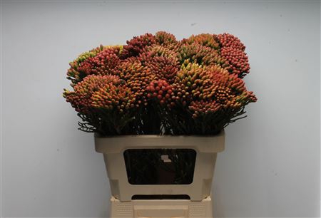 <h4>Kaaps Brunia Red Medium</h4>