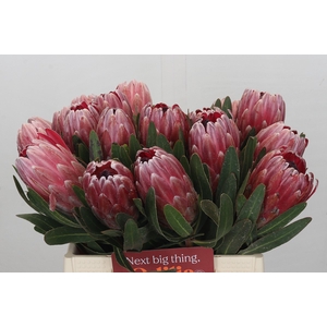 Protea Pink Ice