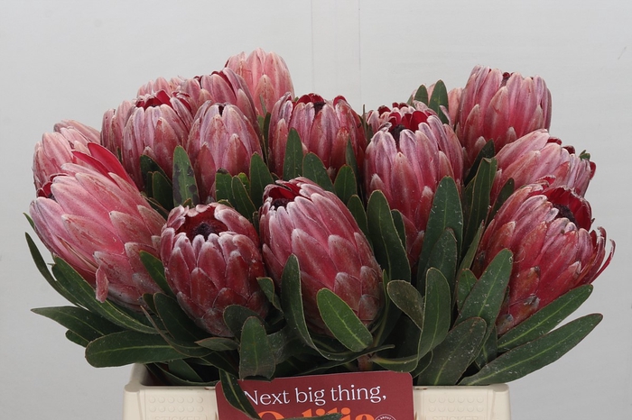 Protea Pink Ice