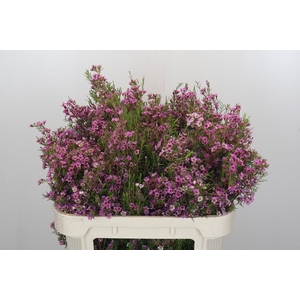 Chamelaucium Kerryn