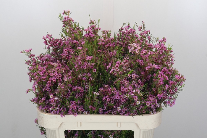 <h4>Chamelaucium Kerryn</h4>