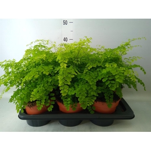 Adiantum raddi. 'Fragrans'