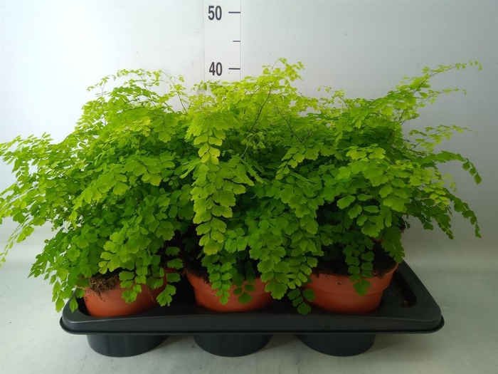 <h4>Adiantum raddi. 'Fragrans'</h4>