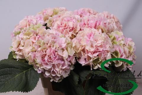 <h4>HYDR M CH VERENA CL</h4>
